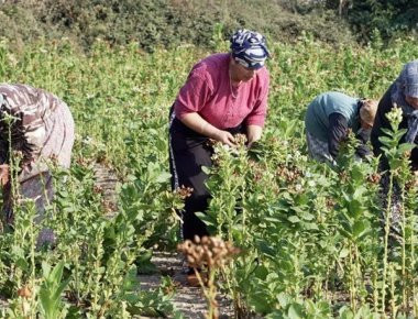 Σημαντική έλλειψη εργατών για τα καπνοχώραφα στην Θράκη την στιγμή που η ανεργία αγγίζει το 23%